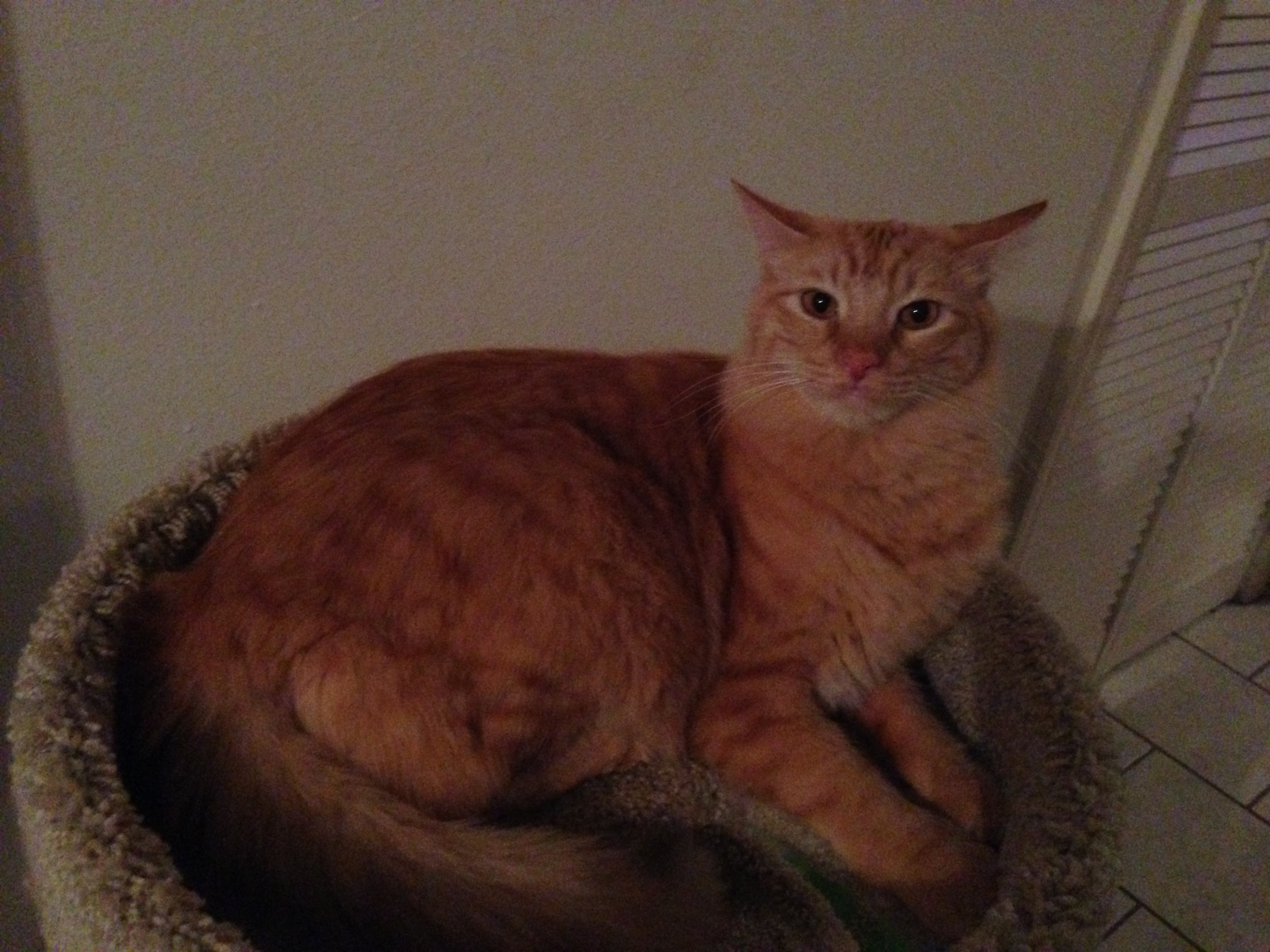 Tony resting